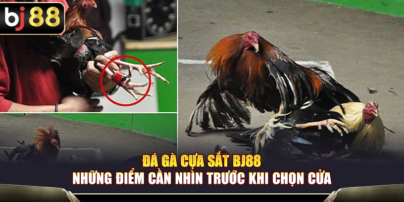 Đá Gà Cựa Sắt BJ88 – Những Điểm Cần Nhìn Trước Khi Chọn Cửa 1 Đá Gà Cựa Sắt BJ88 – Những Điểm Cần Nhìn Trước Khi Chọn Cửa