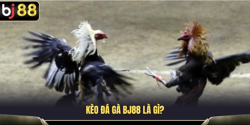Tìm hiểu thuật ngữ kèo đá gà BJ88  